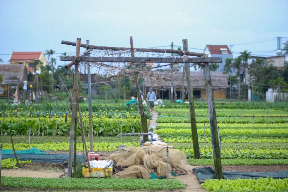 Vườn rau của Lê Văn Sơn 64